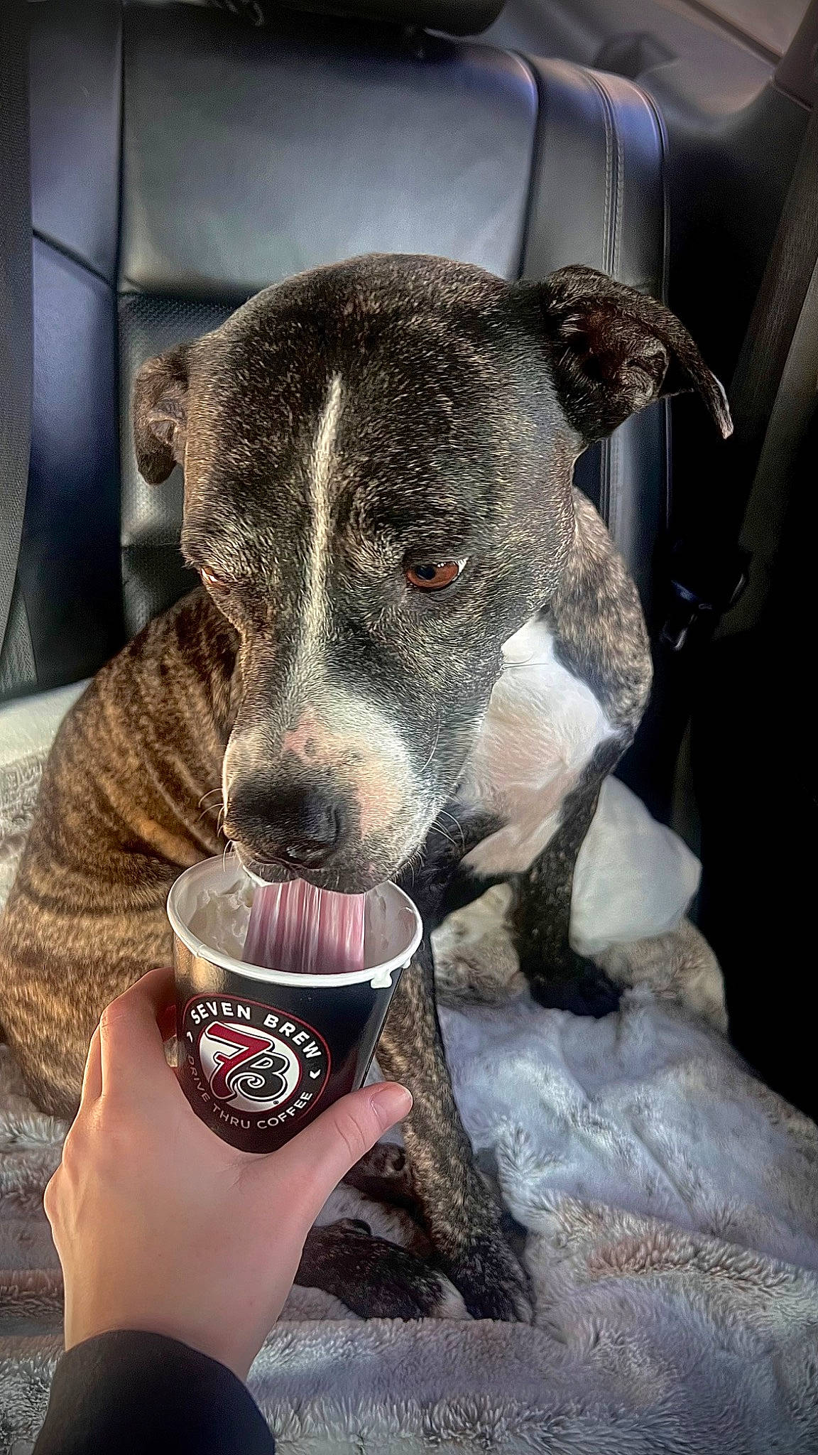 Nyla is registered to the contest to win money with this photo: carnivore, companion_dog, dog, dog_breed, drink, drinking, drinkware, foot, fur, glass, nail, non_sporting_group, serveware, snout, sporting_group, tableware, terrestrial_animal, whiskers, working_animal, wrist