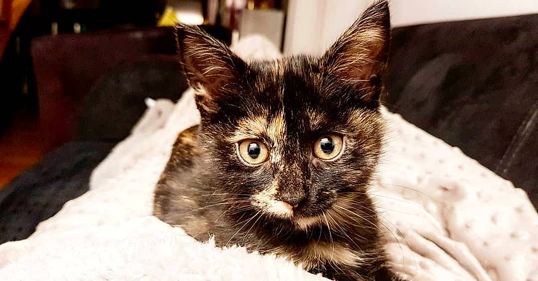 Dahlia participe au concours pour gagner de l'argent avec cette photo : asian, carnivore, cat, domestic_long_haired_cat, domestic_short_haired_cat, ear, european_shorthair, eye, felidae, fur, kitten, maine_coon, mammal, norwegian_forest_cat, oriental_longhair, small_to_medium_sized_cats, snout, turkish_angora, vertebrate, whiskers