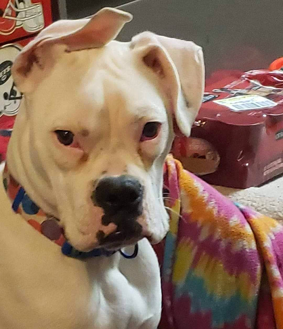 Crema is registered to the contest to win money with this photo: bulldog, canidae, carnivore, collar, companion_dog, dog, dog_breed, dog_collar, dog_supply, fawn, fur, leash, non_sporting_group, pet_supply, snout, sporting_group, tin_can, whiskers, working_animal, wrinkle