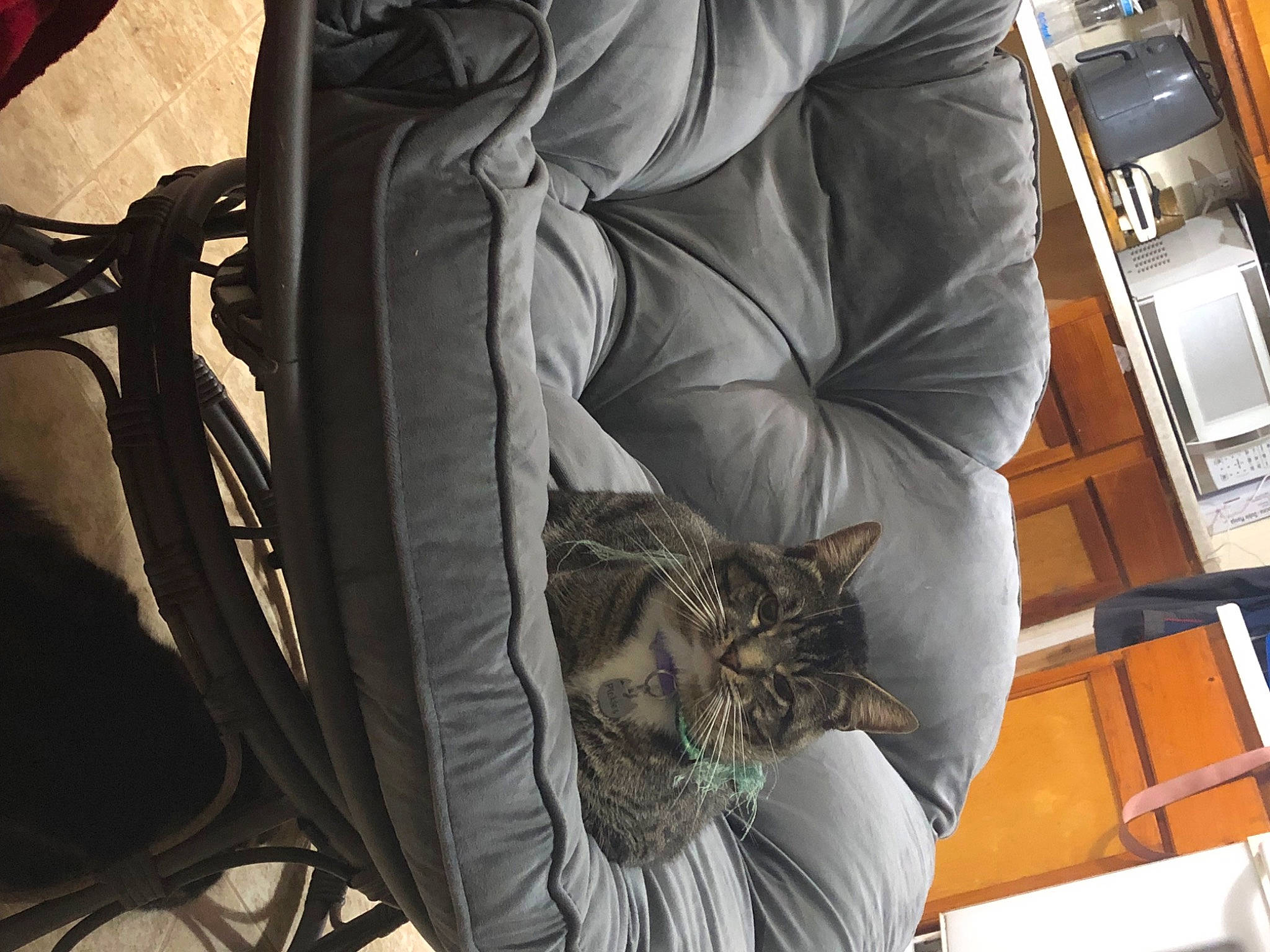 Pickles joined the competition — help win amazing prizes! backpack, bag, baggage, carnivore, cat, comfort, domestic_short_haired_cat, fashion_accessory, felidae, fur, grey, house, linens, luggage_and_bags, room, small_to_medium_sized_cats, textile, tree, whiskers, wood