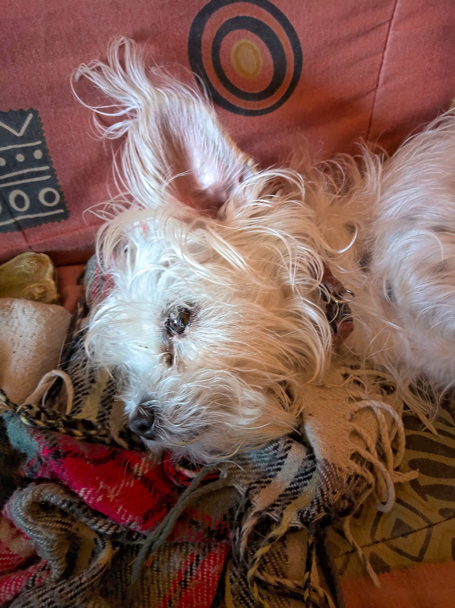 Léna a rejoint le concours — aidez-le/la à gagner de superbes lots ! basket, canidae, carnivore, companion_dog, dog, dog_breed, dog_clothes, dog_supply, fashion_accessory, fawn, fur, hamper, liver, small_terrier, snout, sporting_group, sunglasses, terrier, toy_dog, working_animal