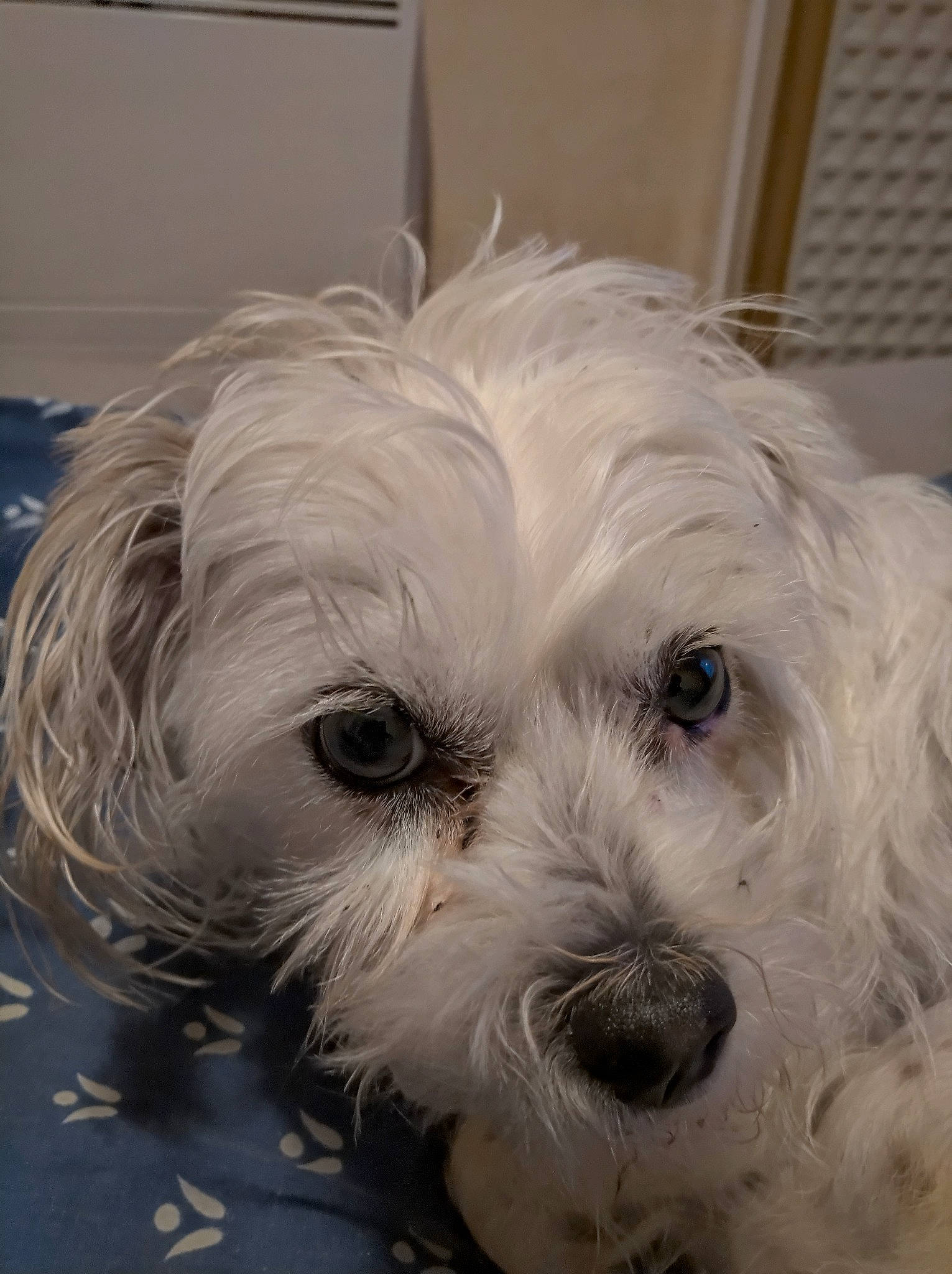 Léna participe au concours pour gagner de l'argent avec cette photo : biewer_terrier, canidae, carnivore, cockapoo, companion_dog, dog, dog_breed, fur, maltepoo, poodle_crossbreed, puppy_love, shih_poo, small_terrier, snout, sporting_group, terrier, toy_dog, water_dog, working_animal, yorkipoo