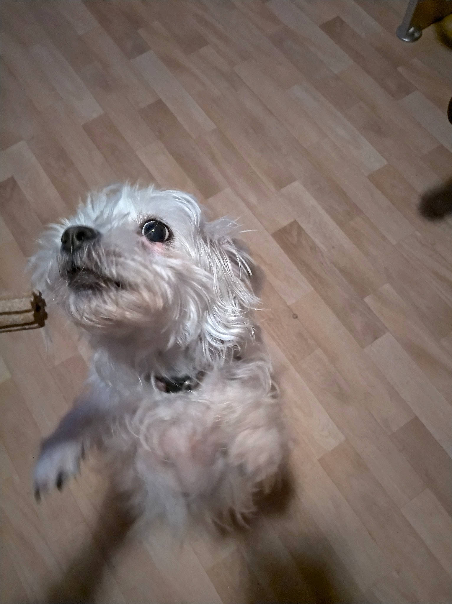 Léna a rejoint le concours — aidez-le/la à gagner de superbes lots ! canidae, companion_dog, dog, dog_breed, flooring, hardwood, laminate_flooring, non_sporting_group, plank, small_terrier, terrier, toy_dog, varnish, wood, wood_flooring, wood_stain, working_animal