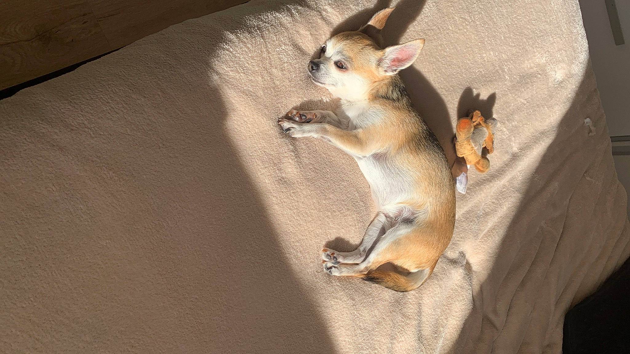 Izzy participe au concours pour gagner de l'argent avec cette photo : claw, comfort, fawn, foot, fur, human_leg, marsupial, paw, rodent, sitting, snout, squirrel, tail, terrestrial_animal, whiskers, wildlife, wood