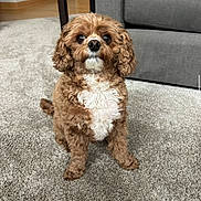 Bruno joined the competition — help win amazing prizes! animal, attention, brown, carpet, companion, couch, curly_fur, cute, cute_pet, dog, domestic_animal, floor, fluffy, furniture, indoor, living_room, pet, sitting, small_dog, white