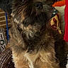 animal, brick_wall, brown_fur, companion, cushion, cute, decor, dog, domestic_animal, fluffy, friendly, furry, indoor, pet, pillow, portrait, relaxed, sitting, small_dog, wicker_chair