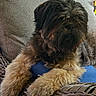 animal, blue_pillow, brick_wall, canine, comfort, cushion, daylight, dog, fluffy, fur, furniture, home, nature, outdoor, paw, pet, portrait, relaxed, resting, wicker_chair