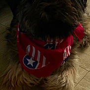 Teddy Bear is registered to the contest to win money with this photo: dog, bandana, pet, indoor, floor, fur, animal, canine, lying_down, brown, black, red, decorative, cute, cozy, home, relaxed, portrait, mammal, companion