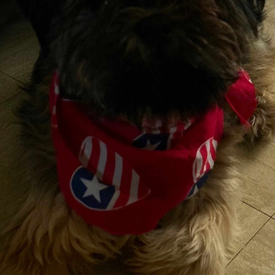 Teddy Bear is registered to the contest to win money with this photo: dog, bandana, pet, indoor, floor, fur, animal, canine, lying_down, brown, black, red, decorative, cute, cozy, home, relaxed, portrait, mammal, companion