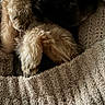 animal, blanket, comfort, cozy, cute, dog, face, fur, fur_color, indoors, paws, pet, puppy, relaxed, resting, sleepy, soft, texture, warm, wrapped
