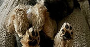Teddy Bear is registered to the contest to win money with this photo: animal, black, blanket, brown, cozy, cute, dog, fur, furry, indoors, knit, lying_down, paw_pads, paws, pet, relaxed, resting, sleeping, texture, white