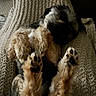 animal, black, blanket, brown, cozy, cute, dog, fur, furry, indoors, knit, lying_down, paw_pads, paws, pet, relaxed, resting, sleeping, texture, white