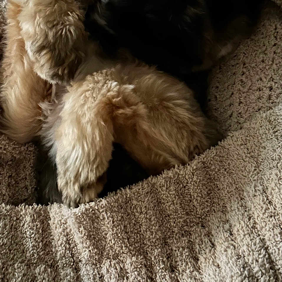 Teddy Bear
