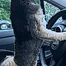 Teddy Bear is registered to the contest to win money with this photo: animal, canine, car, dashboard, dog, domestic_animal, fur, greenery, inside, nature, paws, pet, rain, seat, side_view, steering_wheel, tail, transportation, vehicle, window