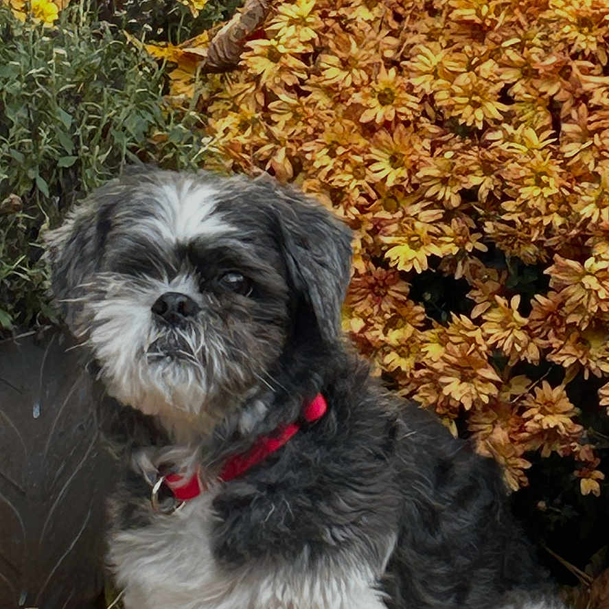 Oscar