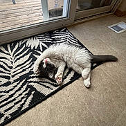 Tuna joined the competition — help win amazing prizes! cat, stretching, black_and_white, fluffy, rug, indoor, glass_door, tile_floor, playful, pet, animal, paw, whiskers, relaxed, sunlight, feline, home, floor, window, door