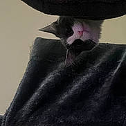 Tuna is registered to the contest to win money with this photo: animal, cat, cozy, curious, cute, domestic, ears, eyes, fabric, feline, furry, home, indoor, nose, peek, pet, resting, soft_texture, upside_down, whiskers