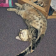 Euberry joined the competition — help win amazing prizes! animal, carpet, cat, claws, domestic_cat, feline, floor, fur, household, indoor, pet, plaything, purple_carpet, relaxed, spotted_belly, stretching, tabby_cat, toy_cart, whiskers, wooden_shelf