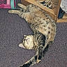 animal, carpet, cat, claws, domestic_cat, feline, floor, fur, household, indoor, pet, plaything, purple_carpet, relaxed, spotted_belly, stretching, tabby_cat, toy_cart, whiskers, wooden_shelf