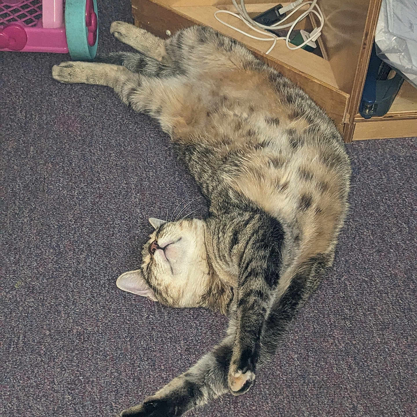 Euberry joined the competition — help win amazing prizes! animal, carpet, cat, claws, domestic_cat, feline, floor, fur, household, indoor, pet, plaything, purple_carpet, relaxed, spotted_belly, stretching, tabby_cat, toy_cart, whiskers, wooden_shelf