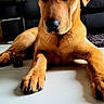 Aslan a rejoint le concours — aidez-le/la à gagner de superbes lots ! puppy, dog, animal, pet, brown_fur, floppy_ears, large_paws, black_nose, lying_down, front_view, indoor, home, floor, tile, sofa, rug, portrait, close_up, cute, alert