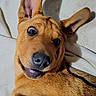 dog, pet, tan_dog, close_up, portrait, lying_down, happy, smiling, large_ears, floppy_ears, brown_fur, short_hair, black_nose, bright_eyes, indoors, blanket, fabric, sunlight, shadow, cute