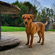 Aslan participe au concours pour gagner de l'argent avec cette photo : dog, puppy, brown_dog, outdoor, garden, patio, backyard, standing, animal, pet, floppy_ears, curious, alert, tail, greenery, trees, grass, concrete, wooden_structure, portrait
