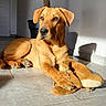 Aslan a rejoint le concours — aidez-le/la à gagner de superbes lots ! dog, puppy, brown_dog, pet, animal, portrait, sitting, lying_down, sunlight, sunbeam, indoor, tile_floor, living_room, plush_toy, stuffed_animal, floppy_ears, brown_fur, serious_expression, shadow, home