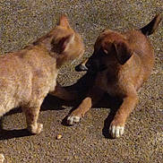 Sushi participe au concours pour gagner de l'argent avec cette photo : cat, dog, puppy, pet, animal, outdoor, night, pavement, curious, playful, brown_dog, orange_cat, interaction, fur, four_legs, young_animal, shadow, side_view, closeup, no_humans