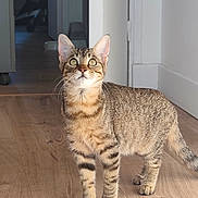 Shelby a rejoint le concours — aidez-le/la à gagner de superbes lots ! cat, tabby, kitten, animal, pet, standing, portrait, indoors, hallway, wooden_floor, striped_fur, whiskers, ears, green_eyes, tail, clothing, doorway, home, natural_light, photography