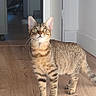 cat, tabby, kitten, animal, pet, standing, portrait, indoors, hallway, wooden_floor, striped_fur, whiskers, ears, green_eyes, tail, clothing, doorway, home, natural_light, photography