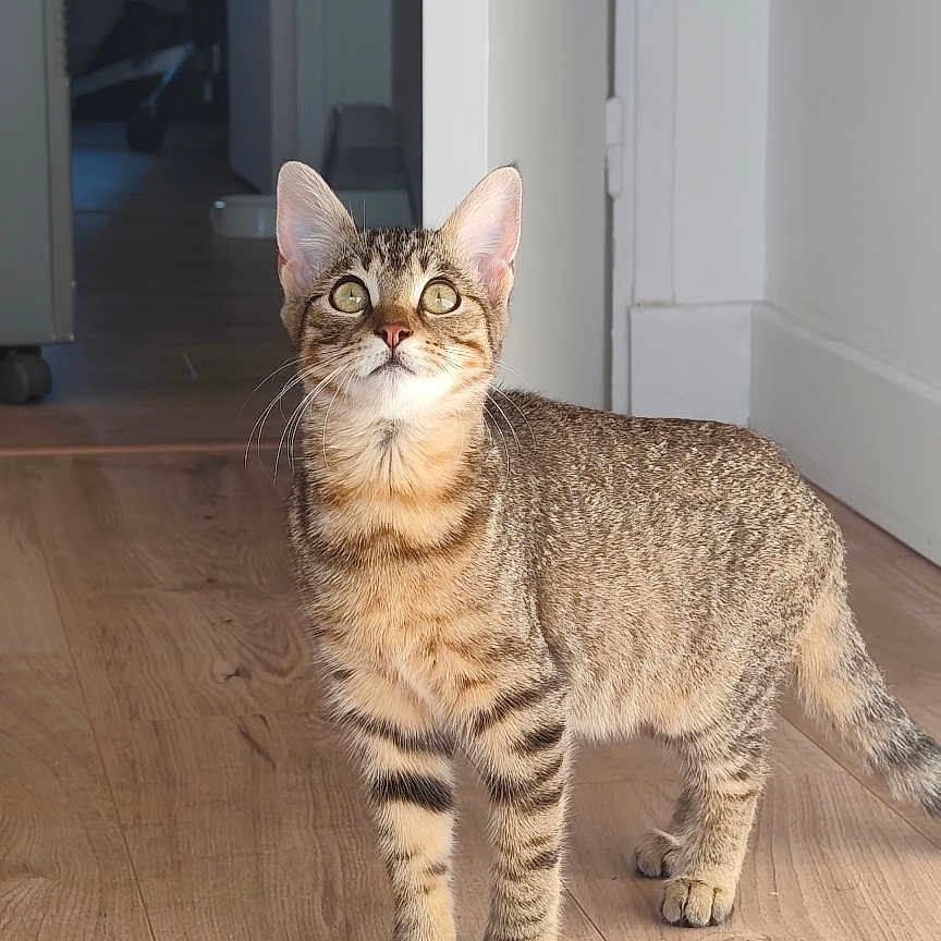 Shelby a rejoint le concours — aidez-le/la à gagner de superbes lots ! cat, tabby, kitten, animal, pet, standing, portrait, indoors, hallway, wooden_floor, striped_fur, whiskers, ears, green_eyes, tail, clothing, doorway, home, natural_light, photography
