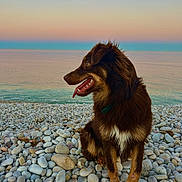 Virco participe au concours pour gagner de l'argent avec cette photo : dog, beach, pebbles, water, sea, sunset, sky, nature, outdoor, animal, brown, fur, tongue, collar, sitting, calm, scenic, landscape, pet, relaxation