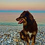 dog, beach, pebbles, water, sea, sunset, sky, nature, outdoor, animal, brown, fur, tongue, collar, sitting, calm, scenic, landscape, pet, relaxation
