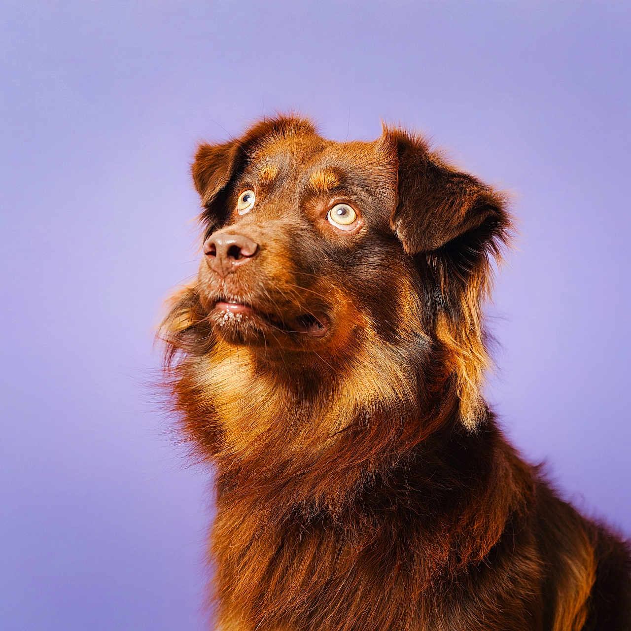 Virco participe au concours pour gagner de l'argent avec cette photo : alert, animal, background, brown_dog, canine, close_up, dog, domestic_animal, ears, expression, face, fluffy_fur, fur, looking_up, mammal, pet, portrait, purple_background, studio, studio_lighting