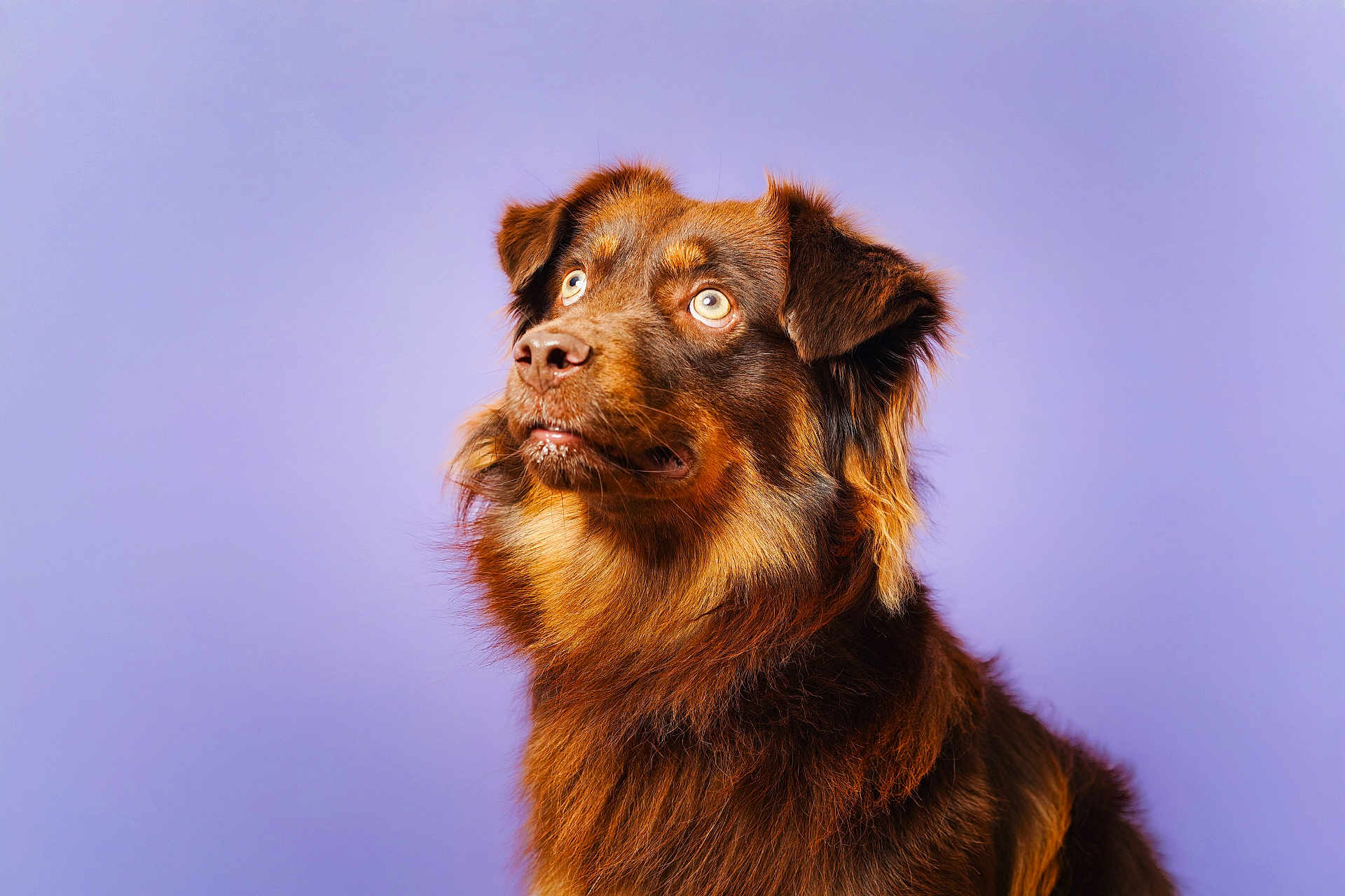 Virco participe au concours pour gagner de l'argent avec cette photo : dog, brown_dog, pet, animal, portrait, studio, fluffy_fur, looking_up, close_up, canine, domestic_animal, mammal, ears, face, fur, alert, background, purple_background, studio_lighting, expression