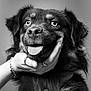 Virco participe au concours pour gagner de l'argent avec cette photo : dog, black_and_white, close_up, portrait, pet, animal, happy, tongue_out, hand, rings, bracelet, fur, eyes, canine, domestic_animal, studio, friendly, muzzle, whiskers, expression