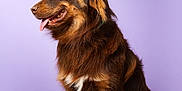 Virco a rejoint le concours — aidez-le/la à gagner de superbes lots ! dog, brown_dog, sitting, tongue_out, fluffy, pet, canine, studio, portrait, fur, animal, happy, domestic_animal, looking_away, side_view, indoor, floor, paw, ears, collar