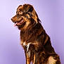 dog, brown_dog, sitting, tongue_out, fluffy, pet, canine, studio, portrait, fur, animal, happy, domestic_animal, looking_away, side_view, indoor, floor, paw, ears, collar