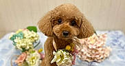 Ruby is registered to the contest to win money with this photo: dog, poodle, toy_poodle, small_dog, apricot_coat, fluffy, curly_fur, pet, bouquet, flowers, floral_arrangement, bed, bedspread, indoor, portrait, centered_composition, sitting, standing, cute, photography