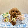 dog, poodle, toy_poodle, small_dog, apricot_coat, fluffy, curly_fur, pet, bouquet, flowers, floral_arrangement, bed, bedspread, indoor, portrait, centered_composition, sitting, standing, cute, photography