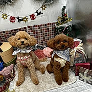 Ruby is registered to the contest to win money with this photo: dogs, puppies, toy_dogs, poodle_mix, christmas, holiday, festive, christmas_tree, presents, gift_boxes, tinsel, ornaments, stars, decorations, matching_outfits, pet_clothing, sitting, indoors, portrait, celebration
