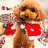 Ruby is registered to the contest to win money with this photo: dog, puppy, poodle, apricot_fur, fluffy, curly_coat, christmas, holiday, costume, red_cape, snowflake, bow_tie, festive, portrait, indoor, decorations, roses, gift_box, cute, pet