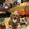 Ruby joined the competition — help win amazing prizes! dog, puppy, pet, halloween, costume, bandana, fluffy, brown_dog, sitting, portrait, animal, cute, spooky, pumpkin, ghost, bat, web, autumn, home_decor, holiday_decoration