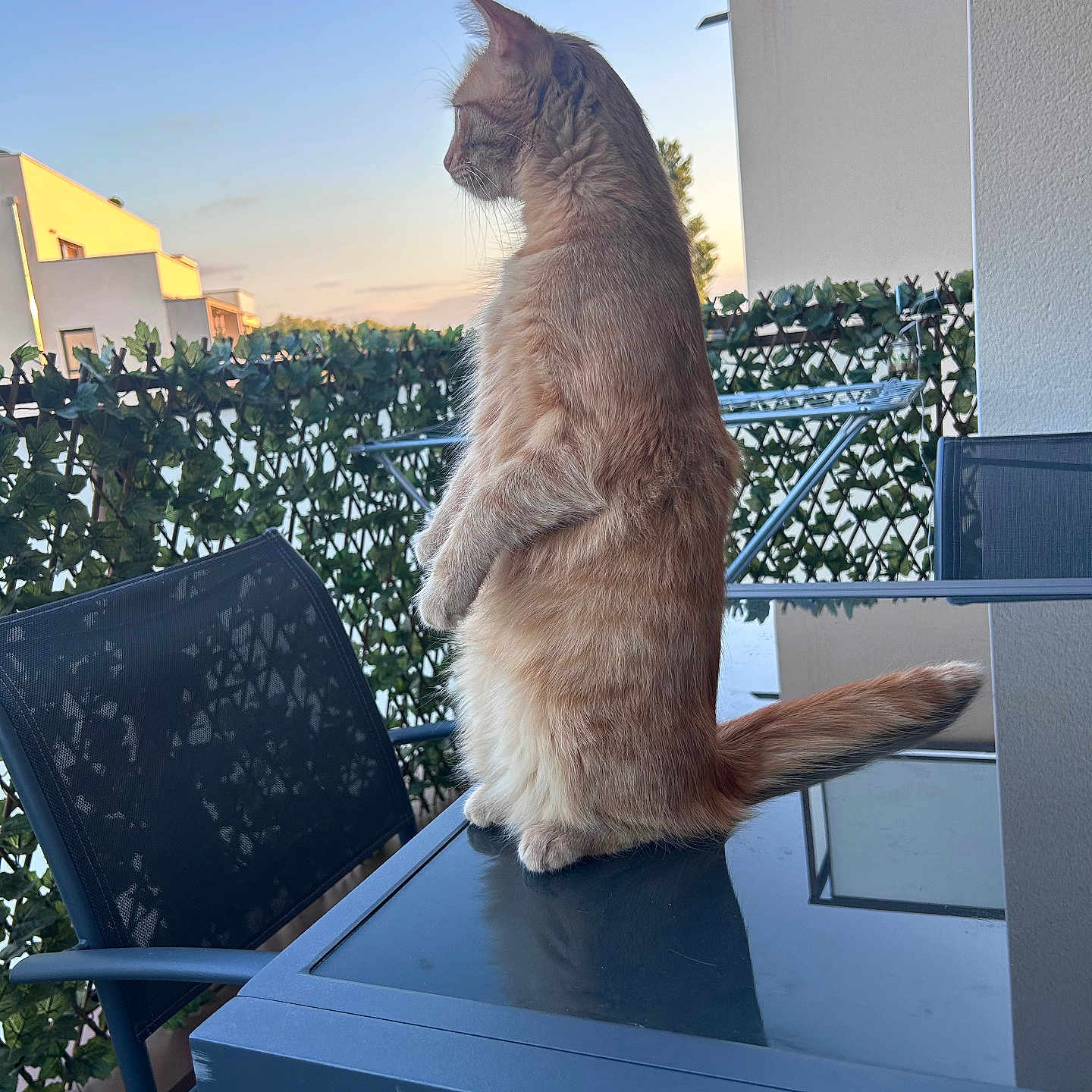 Vicky participe au concours pour gagner de l'argent avec cette photo : angora, animal, architecture, balcony, building, cat, chair, desk, diningtable, furniture, handrail, indoors, interiordesign, kitten, manx, pet, table, tabletop, window, windowsill