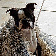 Aiko a rejoint le concours — aidez-le/la à gagner de superbes lots ! boston_terrier, puppy, dog, blanket, shaggy_blanket, curious, indoor, floor_tiles, pet, fur, canine, portrait, looking_up, cozy, cute, young_dog, companion, animal, domestic_animal, fur_texture