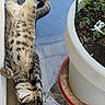 cat, tabby, stretching, relaxed, pet, animal, fur, whiskers, outdoor, plant_pot, soil, greenery, glass_surface, collar, sleeping, paw, tail, striped, domestic_cat, sunlight