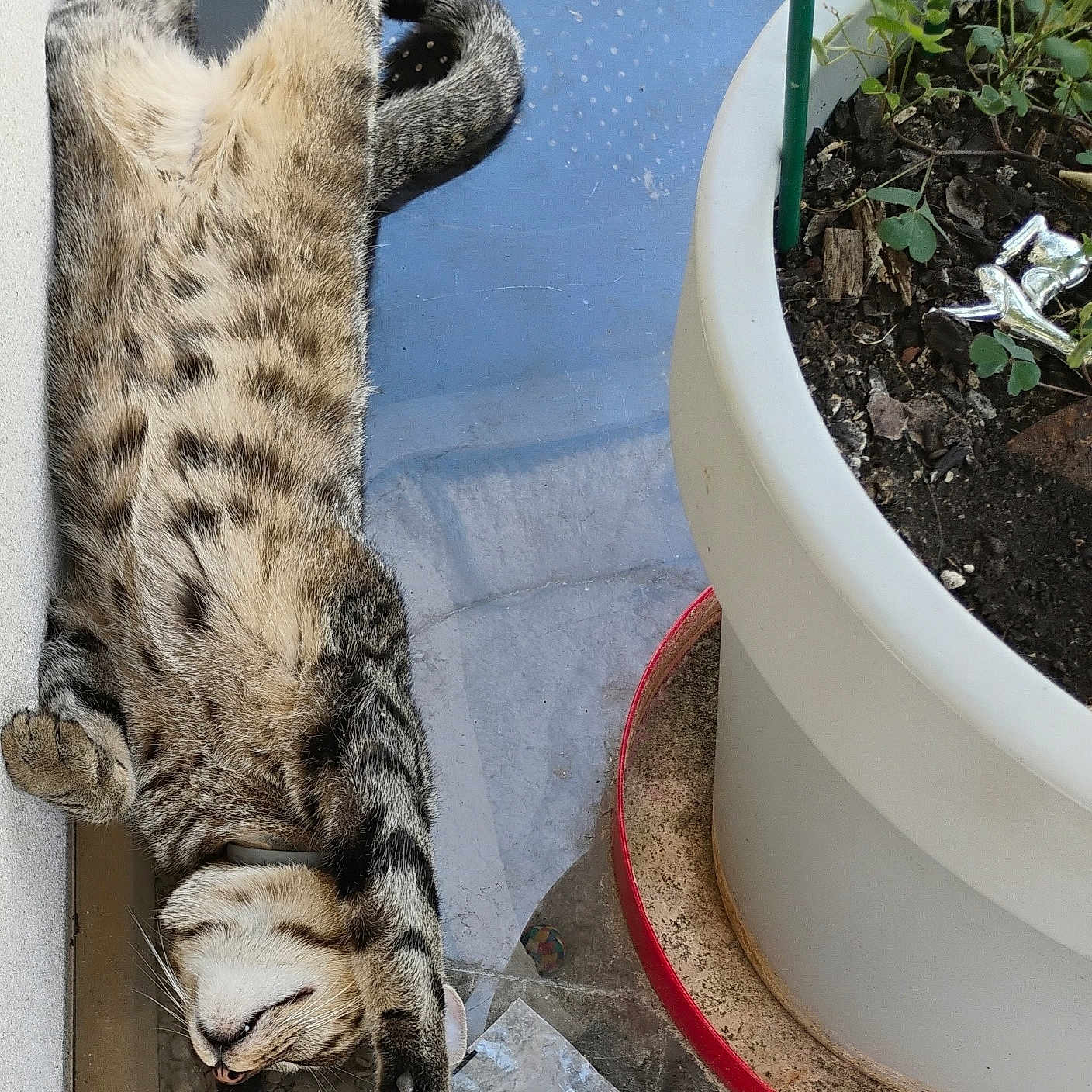 Aldo