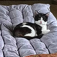 Batman is registered to the contest to win money with this photo: cat, black_and_white, pet, indoor, cushion, furniture, relaxed, animal, mammal, fur, resting, looking, cozy, blanket, home, comfort, domestic, cute, whiskers, ears