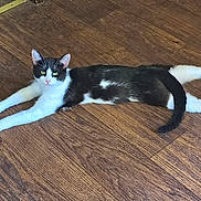 Batman is registered to the contest to win money with this photo: animal, black_and_white, cat, ears, feline, floor, fur, green_eyes, indoors, lying_down, paws, pet, photography, portrait, relaxed, stretching, tail, tuxedo_cat, whiskers, wooden_floor